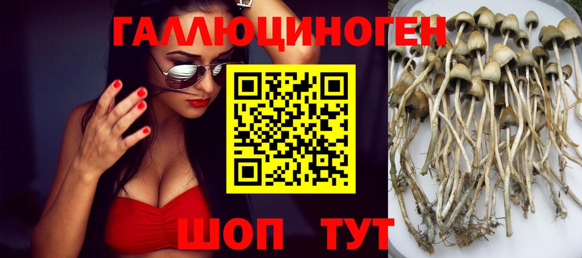 Королёв  Псилоцибиновые грибы Psilocybe  Вход с VPN 